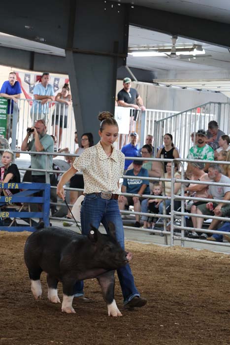 Young woman in a polka-dot shirt leads a black and white pig in a livestock show ring with spectators.