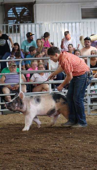 Man in an orange shirt guides a pig around a dirt show ring as a crowd watches from bleachers behind a metal fence.
