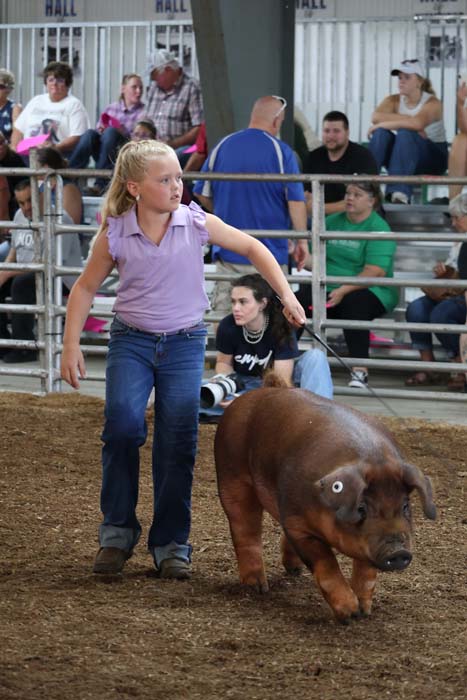 Young girl in a purple shirt leads a brown pig through a dirt arena as spectators watch from metal bleachers.