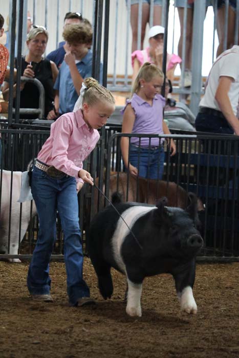Young girl in a pink shirt guides a small black-and-white pig in a pen at a fair, with spectators watching nearby.