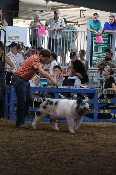 A man in an orange shirt guides a spotted pig in a pen at a livestock show, with spectators watching from a bleacher above.