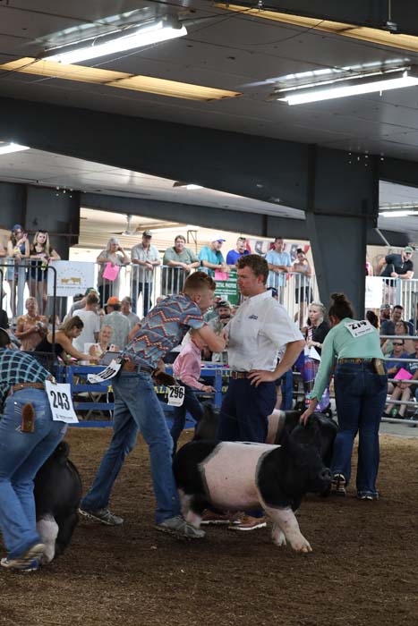 A judge in a white shirt watches as a man in a patterned shirt guides a black-and-white pig in a dirt ring at a livestock show, with spectators behind barriers.