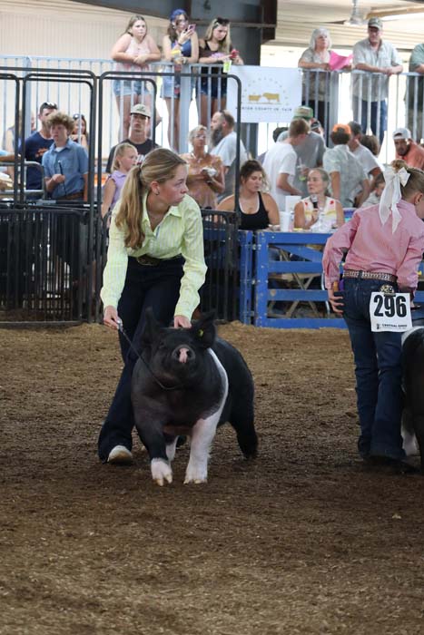 Young woman guides a black-and-white pig on a leash in a livestock show arena as spectators watch nearby, dirt ground beneath them, metal railing in background.