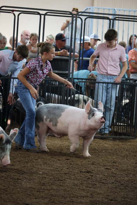 Girl guiding a pig in a show ring, with spectators behind metal fences watching the livestock exhibition.