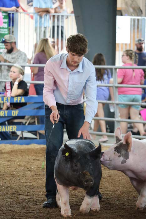 Young man in a light blue shirt guides a black pig with a show stick in a livestock ring, with spectators in the background.