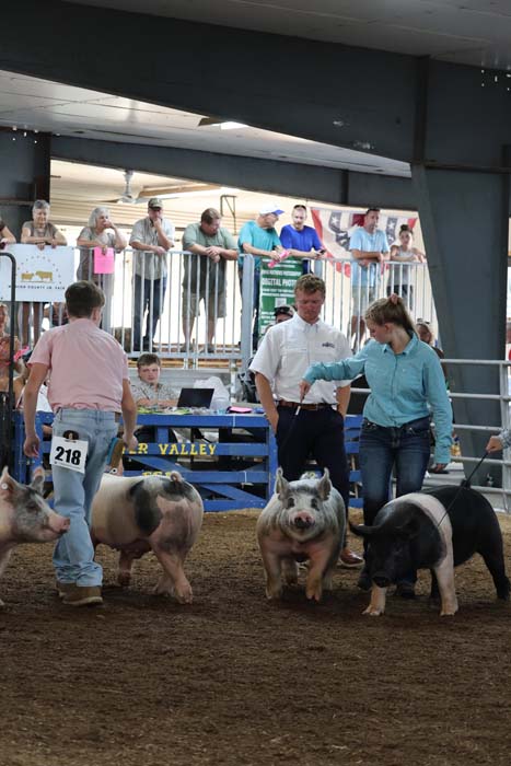 Inside livestock show arena, handlers lead several pigs along a dirt floor while spectators watch from a raised bleacher.