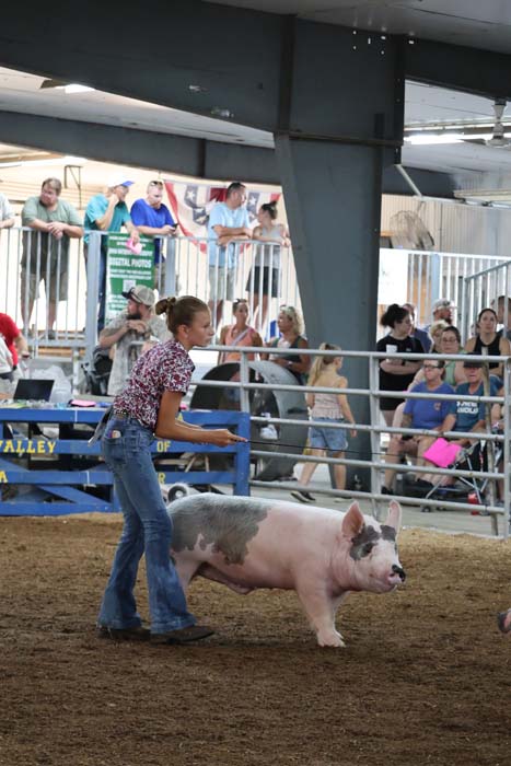 Young woman guides a pink pig around a show ring as spectators watch from behind a railing.