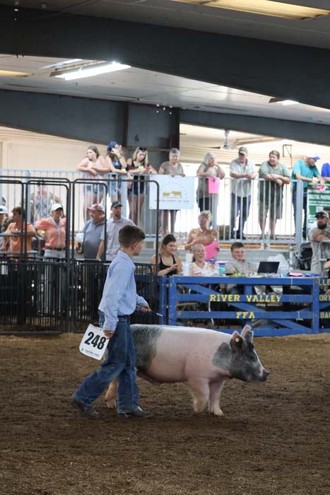 Young boy leads a pig with number 248 in a livestock show arena while spectators watch from bleachers behind a blue barrier.