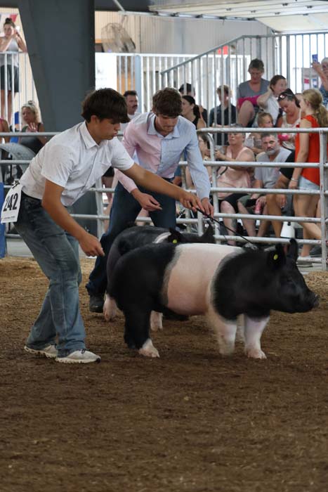 Two young men lead a black-and-pale pig around a show ring while a crowd watches from bleachers.