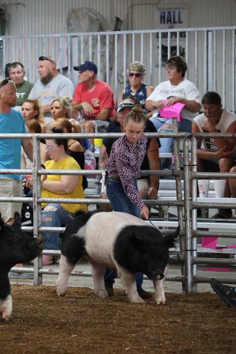 A young girl in a patterned shirt leads a black-and-white pig inside a dirt show ring, while a crowded bleacher audience watches behind a metal fence.