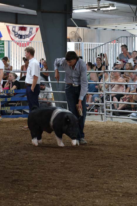Man guides a small black and white pig around a dirt ring at a livestock show, with spectators seated in bleachers nearby.