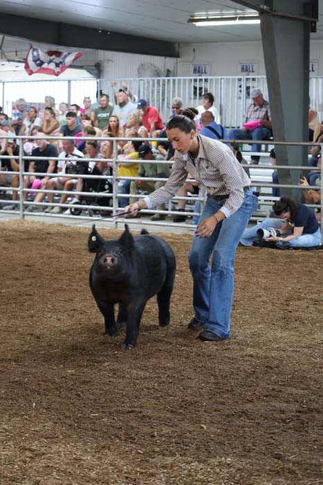 Woman in a striped shirt and jeans leads a black pig in a dirt arena during a livestock show, with spectators seated in the stands in the background.
