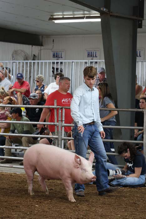 A young man in a blue shirt and jeans leads a pink pig inside a fenced arena as spectators watch from the stands.