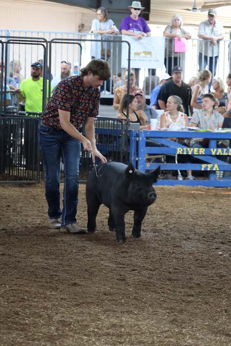 Man guiding a black pig across a dirt ring at a livestock show, spectators behind metal fences.