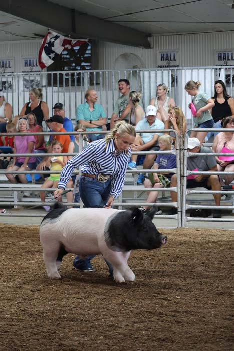 Woman in blue jeans and a striped shirt guides a large black-and-white pig in a dirt arena as a crowd watches from the stands.