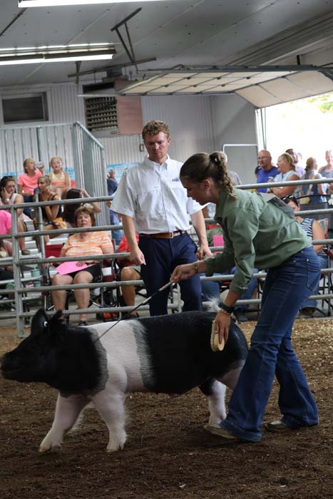 Woman guides a black-and-white pig on a lead in a pen at a livestock show, while a man watches and spectators sit in the bleachers.