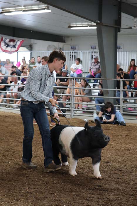 Man in a patterned shirt leads a black and white pig on a leash in an indoor arena with spectators watching from bleachers.