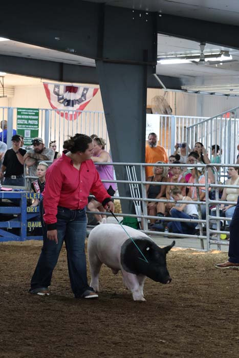 Person in a pink shirt leads a small black-and-white pig on a green rope inside a crowded indoor livestock show, with spectators behind a railing.