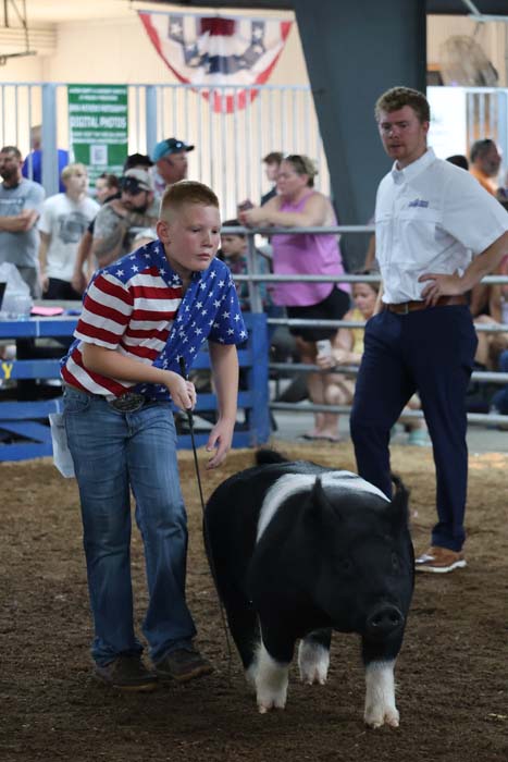 Young boy in a star-spangled shirt leads a black and white pig in a busy fair livestock ring as spectators watch from behind the rail.