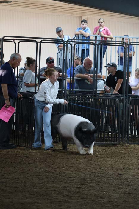 A handler leads a black-and-white pig inside a metal pen while a crowd watches from behind barriers at a fairground show.