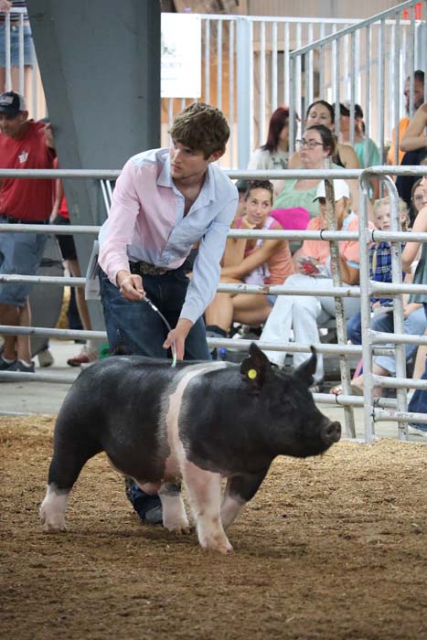 Young man leads a pig in a show ring, guiding with a stick, as spectators watch from the stands.