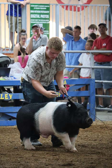 Young man guiding a black and white pig in a livestock show ring, with spectators behind a blue fence.
