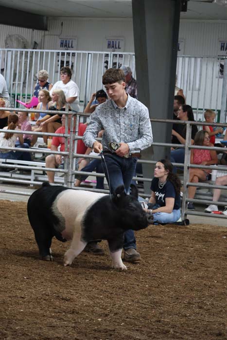 Young man leads a black-and-white pig in a show ring, with spectators seated behind a railing in a bleacher area.