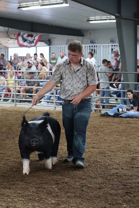 Young man leads a black and white pig around a show ring as a crowd watches.