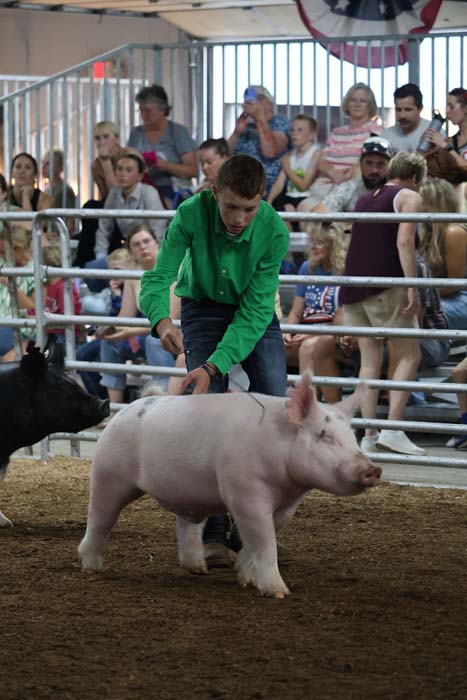 Man in a bright green shirt guides a pink pig around a dirt arena while spectators watch from behind metal rails at a livestock show behind the fence.