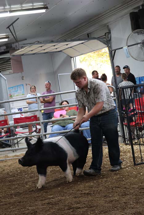 Man guiding a black-and-white pig in a show ring at a livestock event, spectators watch from behind a gate.