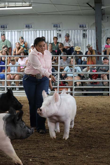 Woman in a pink shirt guides a white pig in a livestock show arena as spectators watch from the stands.