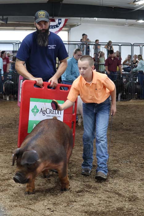 Bearded man in a navy T-shirt and cap guides a pig through a red gate while a boy in an orange shirt watches, in a livestock show arena with spectators.