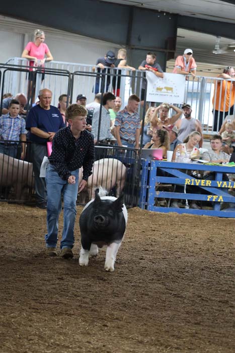 Man leads a black and white pig in a dirt show ring as spectators watch from behind metal barriers at a livestock event (FFA banner visible).