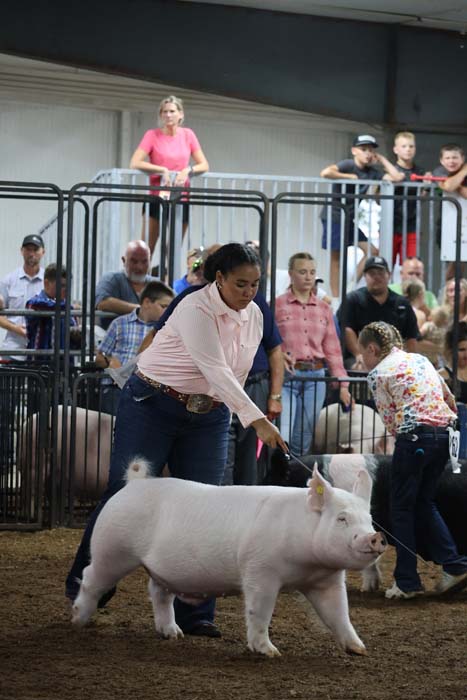 A young woman in a pink shirt guides a white pig in a show ring as spectators watch from behind metal pens.