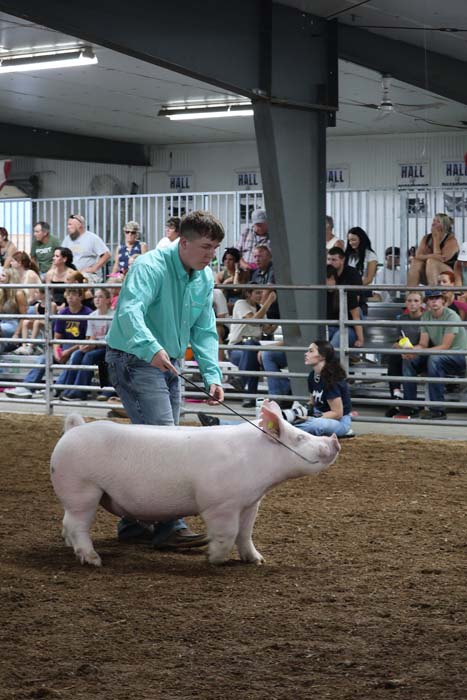Man in a turquoise shirt leads a white pig on a leash inside a livestock arena, with spectators watching from metal bleachers.