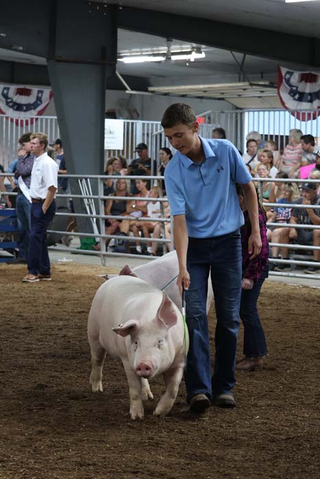 Man in a blue shirt guiding a white pig in a show ring, with spectators seated behind a railing in a livestock exhibition.