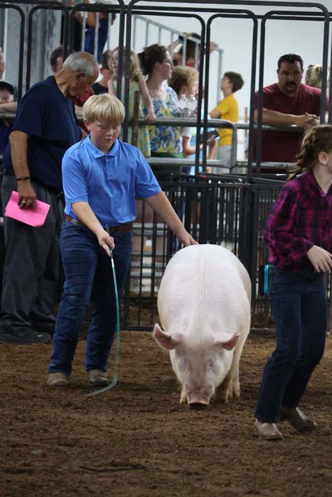 Boy in a blue shirt leads a white pig on a leash in a livestock show, with spectators behind metal fencing.