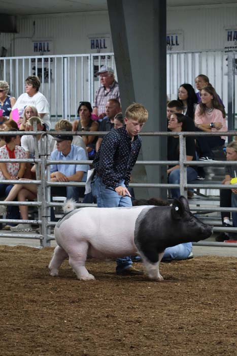 Young man guiding a two-toned pig (black head, white body) in a show ring with spectators in the stands behind a metal fence