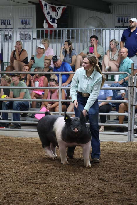 Young woman guides a black and white pig in a show ring as spectators watch from the bleachers behind a metal railing.