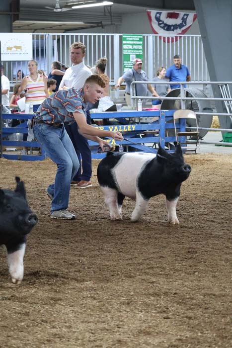Young man guiding a black‑and‑white pig in a livestock show ring, spectators watch from behind the fencing.