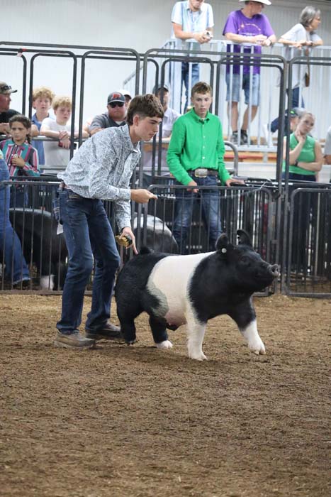 Young man leads a black-and-white pig in a show ring as spectators watch from behind metal fences at a fair.