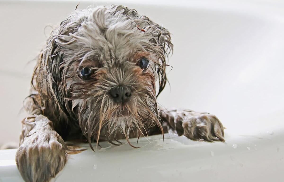 Wet small dog with wide eyes peering over the edge of a bathtub during a bath session