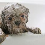 Wet small dog with wide eyes peering over the edge of a bathtub during a bath session