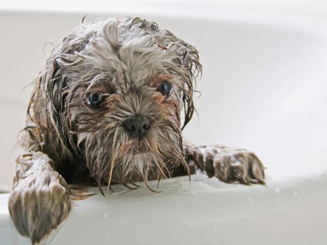Wet small dog with wide eyes peering over the edge of a bathtub during a bath session