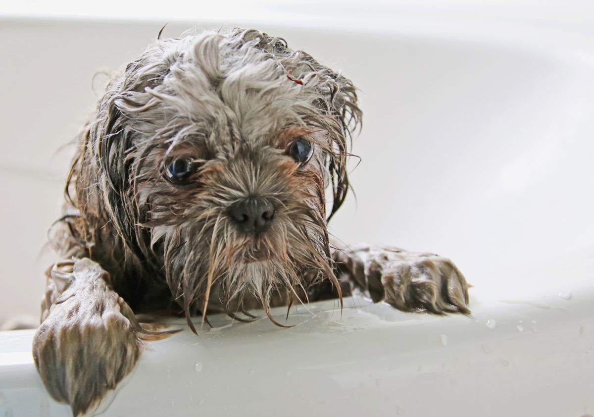 Wet small dog with wide eyes peering over the edge of a bathtub during a bath session