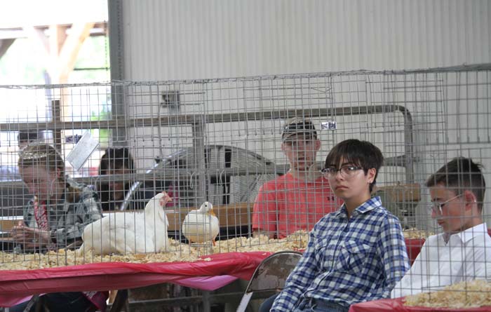 People observe a row of white chickens in cages at a poultry show, seated behind a wire pen in a barn setting.