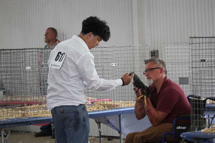 Young man in a white shirt with number 611 inspects a rooster held by a man in a maroon shirt seated in a wheelchair at a poultry exhibition.