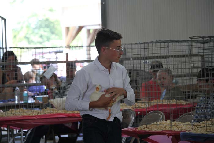 Young man in a white shirt gently holds a light-colored duckling at an animal exhibitor booth, with cages and spectators in the background.
