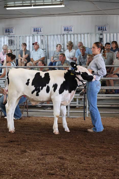 A black-and-white dairy cow stands in a show ring while a handler in jeans holds its halter, with spectators seated in the bleachers behind them.