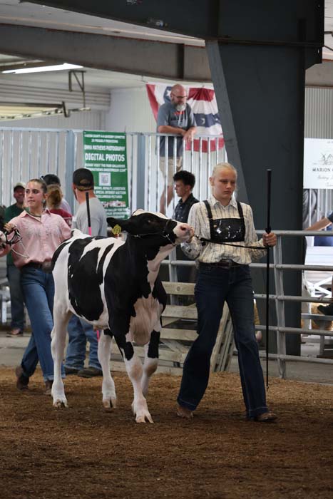 Man leading a black-and-white dairy cow in an indoor show ring, with spectators behind a fence in the background.